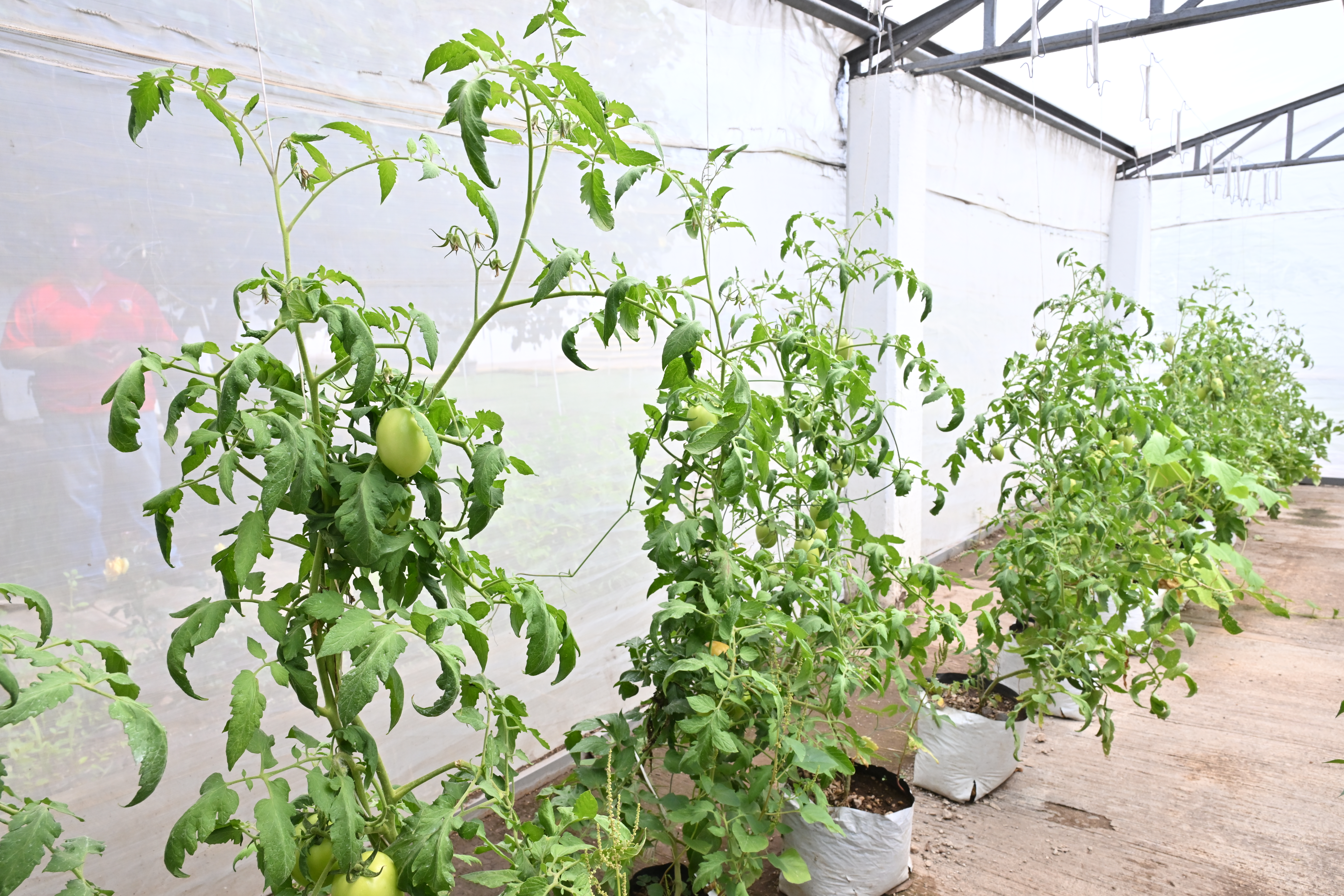 plantas verdes